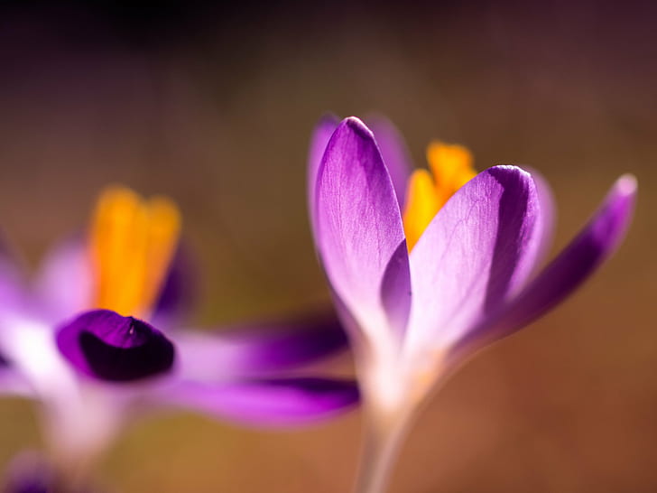 selective focus photo of purple petaled flowers, harbinger of spring
