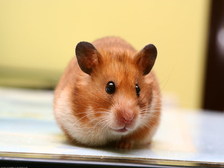brown and white hamster, big-eared, muzzle, baby, rodent, animal, HD wallpaper
