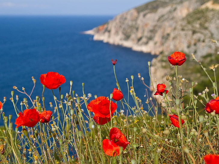 red flower plants, poppies, hillside, mountain, sea, poppy, nature, HD wallpaper