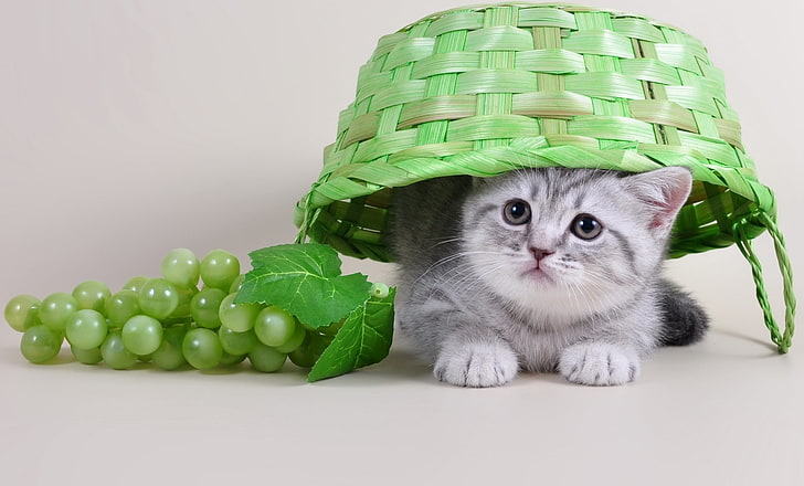 green and white frog plush toy, animals, baskets, grapes, cat, HD wallpaper