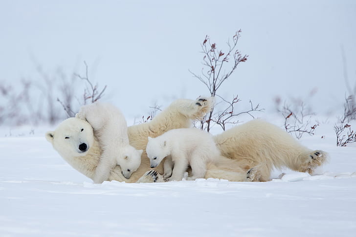 Bears, Polar Bear, Baby Animal, Cub, Snow, Wildlife, Winter