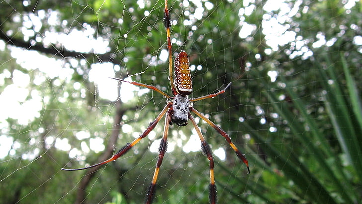 golden silk orb weaver spider, invertebrate, animal wildlife, HD wallpaper