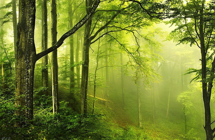 Beautiful Green Forest, green leafed trees, Nature, Forests, land, HD wallpaper