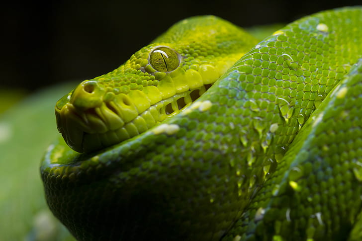 macro photography of Viper snake, slight, trickle, reptile, green