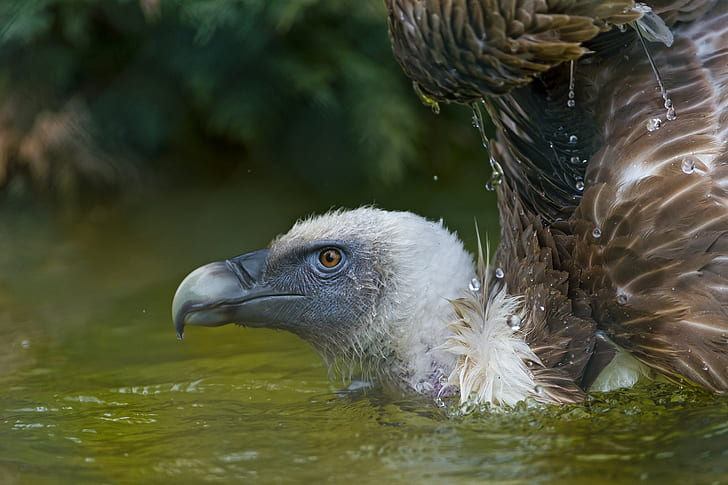 vultures, birds, water, animals