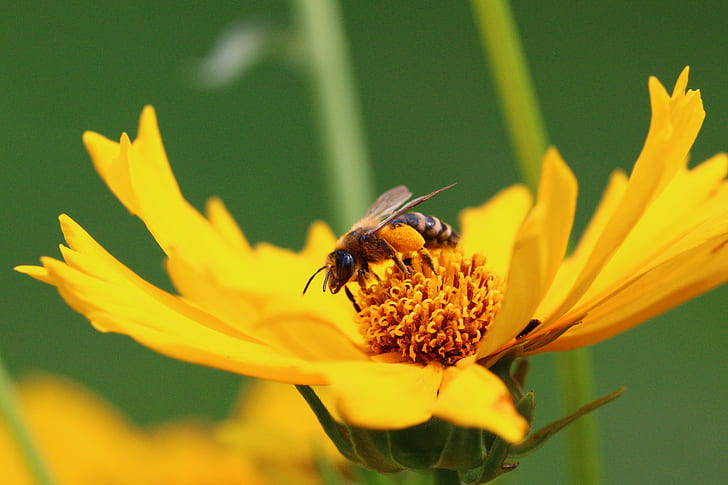 Bumblebee on sunflower, Flora, Fauna, Nature, Summer, Insect, HD wallpaper