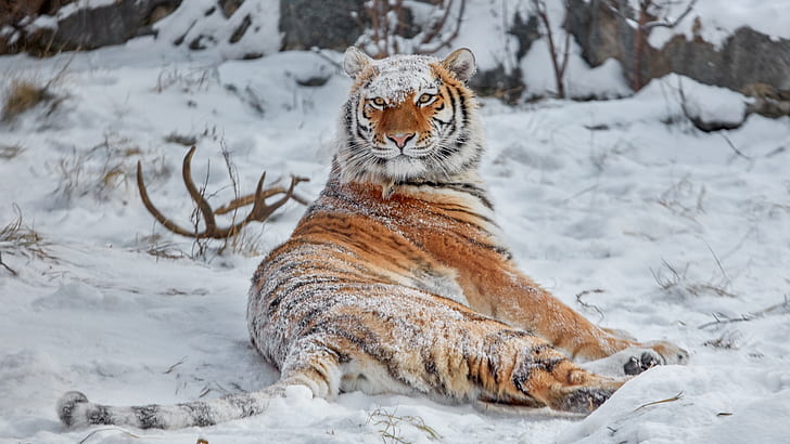 Siberian tiger, snow covered, animals, big cats, winter, nature, HD wallpaper