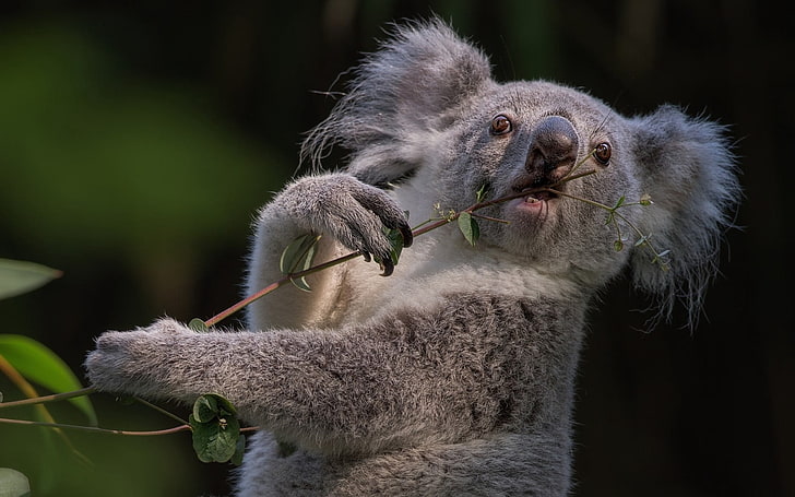 gray koala, branch, animal, wildlife, mammal, nature, marsupial, HD wallpaper