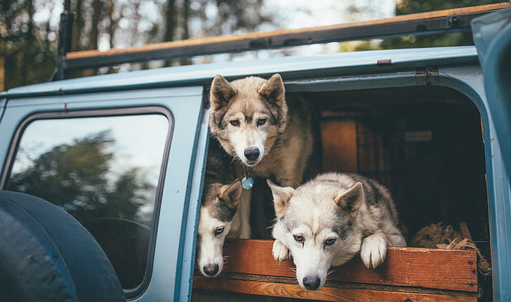 three brown Siberian Huskies, animals, bokeh, wood, wolf, Van, HD wallpaper