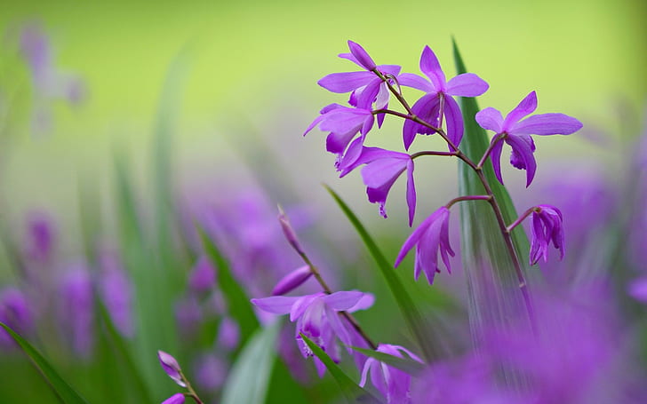 Purple bletilla flowers, blurred background, HD wallpaper
