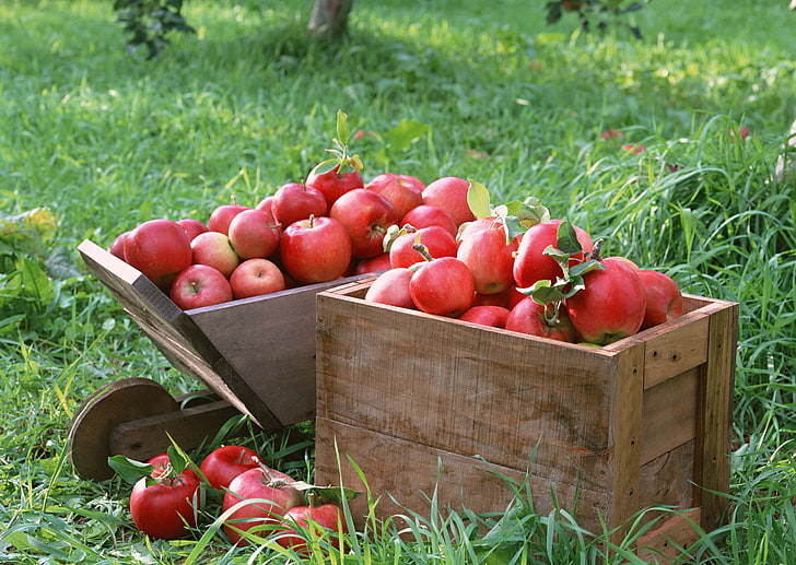 red apple fruits, crate, crop, agriculture, food, freshness, farm, HD wallpaper