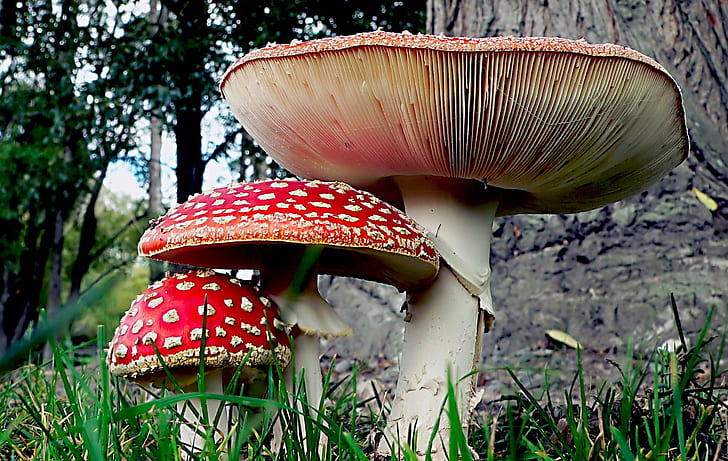 red mushroom between two large and small mushrooms on green grasses near tree, HD wallpaper