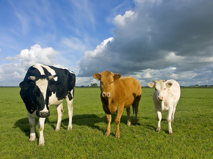 three white, black and brown cows, cows, Farm, general services, HD wallpaper