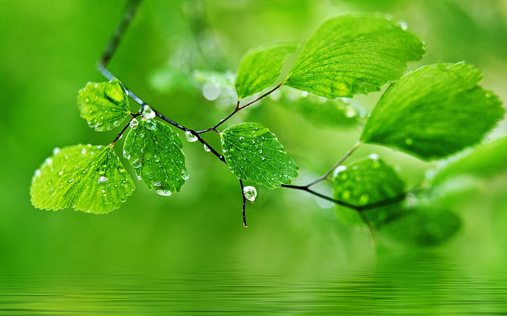 HD wallpaper: Green theme background, drops of water on the leaves |  Wallpaper Flare