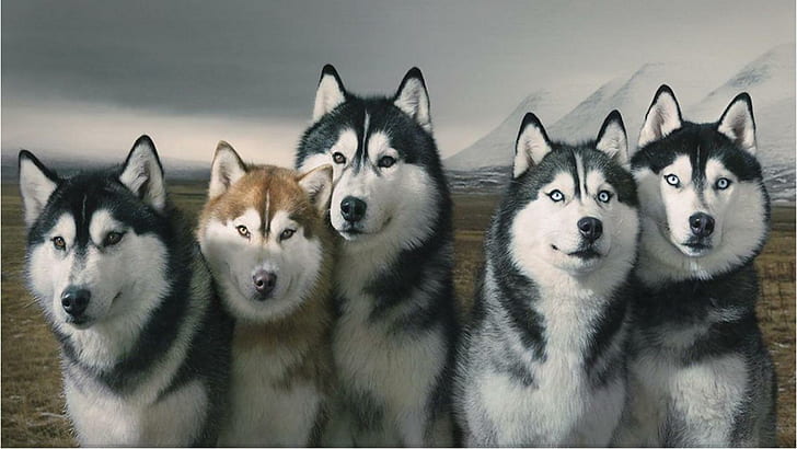 Pack Of Siberian Huskies, group of alaskan husky, wolves, dogs