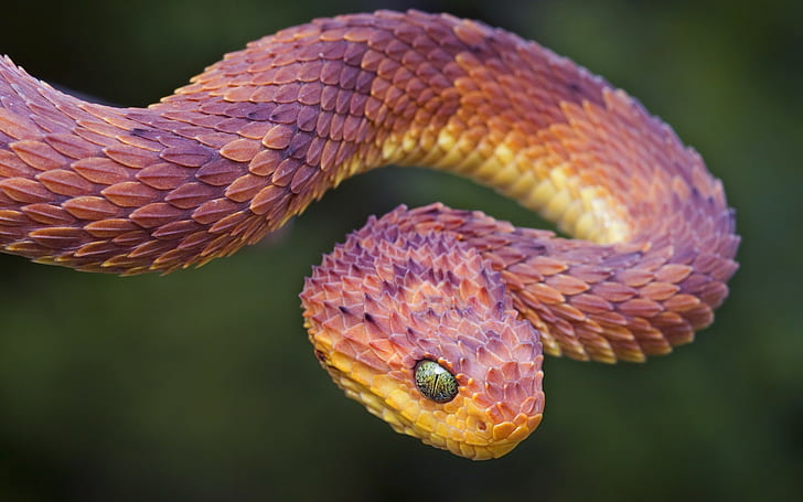 snake, vipers, reptiles, animals, nature