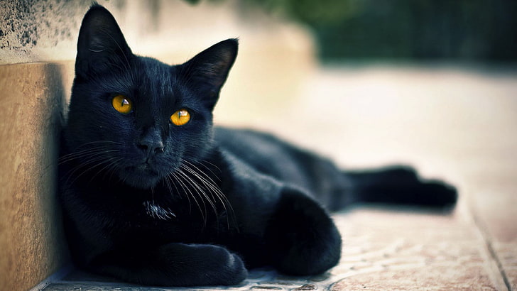 black cat  for widescreen, mammal, domestic cat, animal, animal themes, HD wallpaper