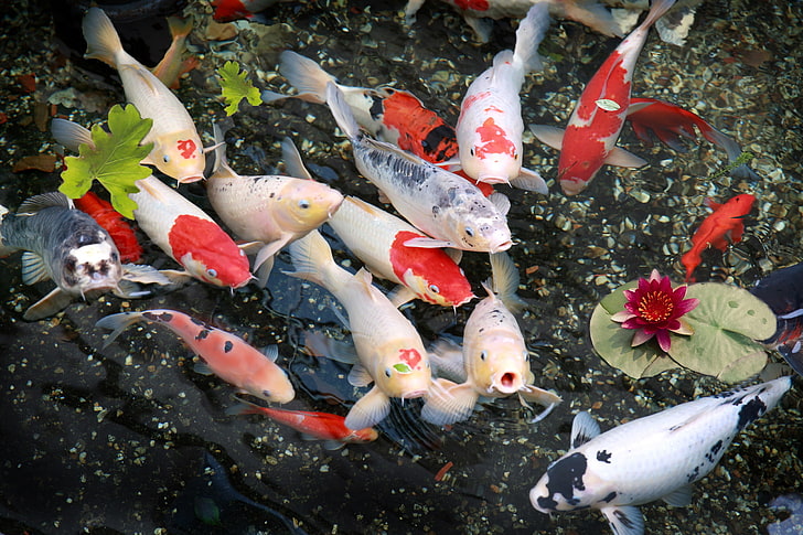 school of Koi fish, nature, Lily, group of animals, vertebrate, HD wallpaper