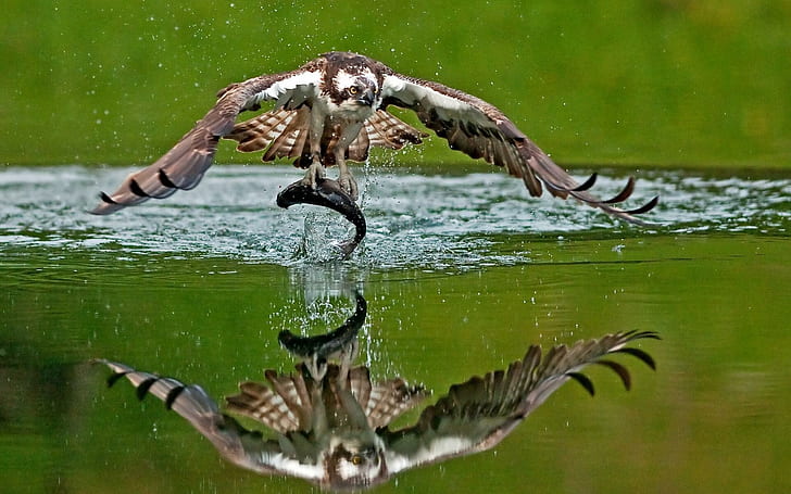 Osprey Bird, animals, birds