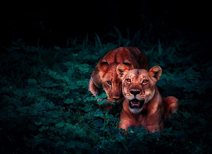 HD wallpaper: lions, cubs, wildlife, glance | Wallpaper Flare