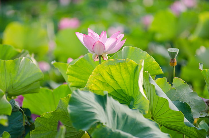 pink petaled flower selective focus image, 蓮花, 芙蓉, 花市