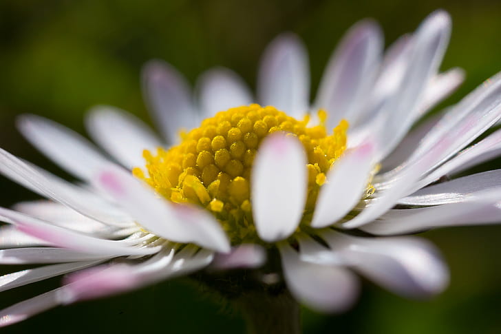 close up photography of daisy flower, daisy, flower  flower, yellow, HD wallpaper
