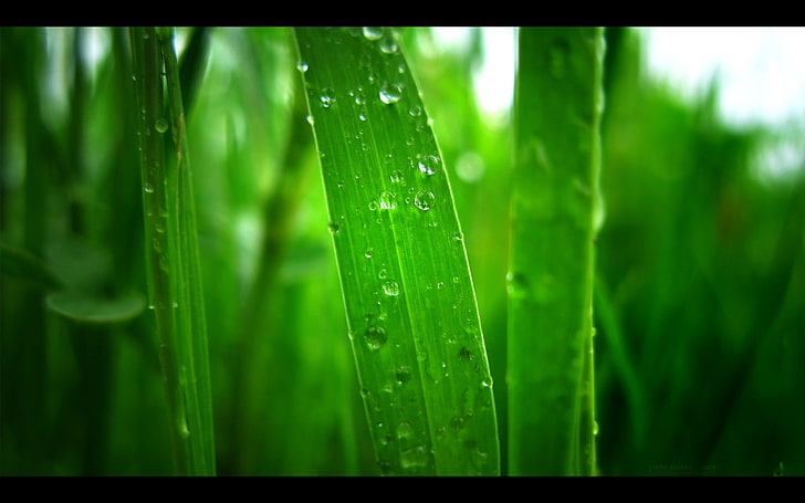 nature, landscape, grass, water drops, plants, green color