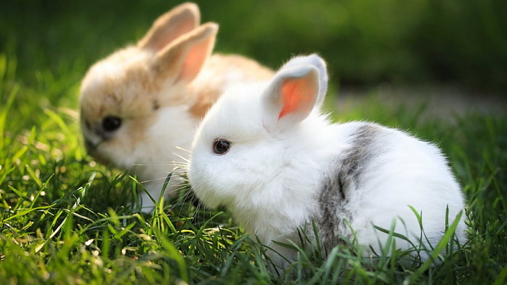 rabbit, bunny, mammal, angora, cute, animal, fur, easter, hare