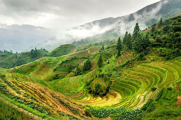 rice terraces view, guilin, longsheng, guilin, longsheng, China, HD wallpaper