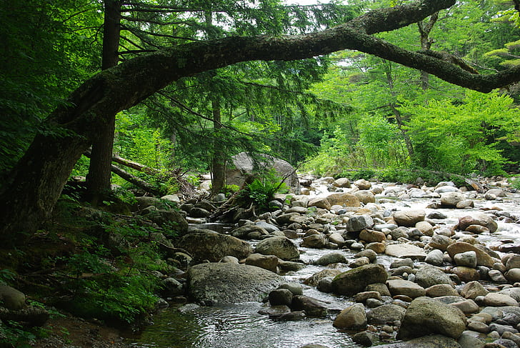trees near river during daytime, brook, rocks, nature, forest