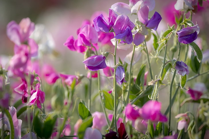 Flowers, Nature, Purple Flower, Sweet Pea, HD wallpaper