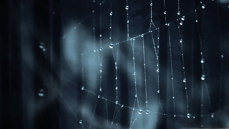 spider web, selective focus photography of spider web with water drops