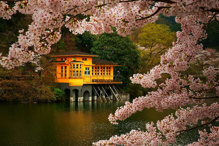 brown and orange house, cherry blossom, trees, spring, lake, flowers, HD wallpaper