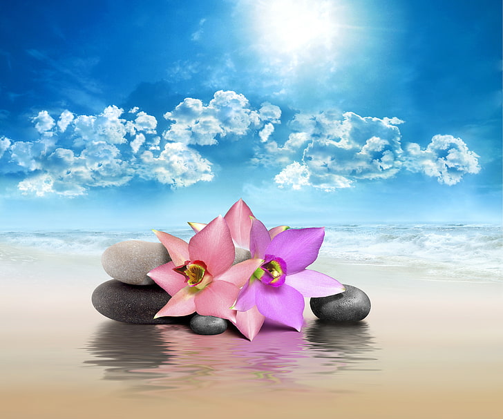 pink and purple flowers, sea, the sky, nature, stones, Spa, rocks