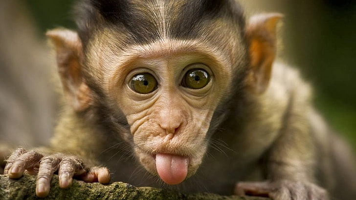 animals, monkey, primate, orangutan, chimpanzee, ape, capuchin, HD wallpaper