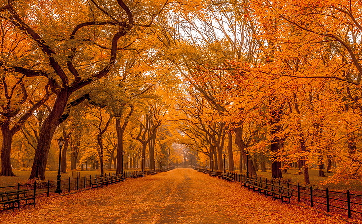 HD wallpaper: Beautiful Autumn Landscapes of the World, orange bare trees,  Seasons | Wallpaper Flare