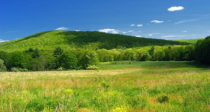 green grass with trees and mountain as background, Hillside, Pennsylvania, HD wallpaper