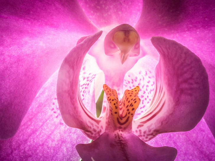 arial shot pink bird, orchid, orchid, Olympus, 60mm, F2.8, turtle
