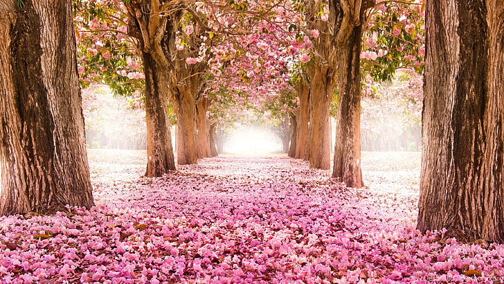 Spring In Japan Cherry Blossom 4k Ultra Hd Wallpapers For Desktop 3840×2160, HD wallpaper
