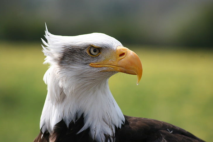 white and black eagle, bird, predator, beak, eagle - Bird, bald Eagle, HD wallpaper