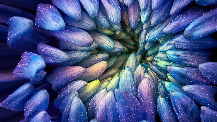 abstract, colorful, photography, flowers, macro, petals, pollen, HD wallpaper