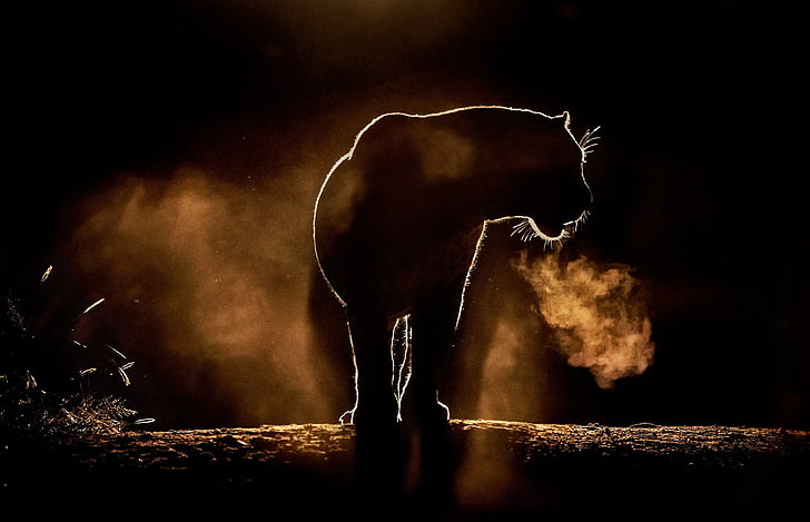 silhouette of mammal, animals, feline, lion, smoke - physical structure, HD wallpaper