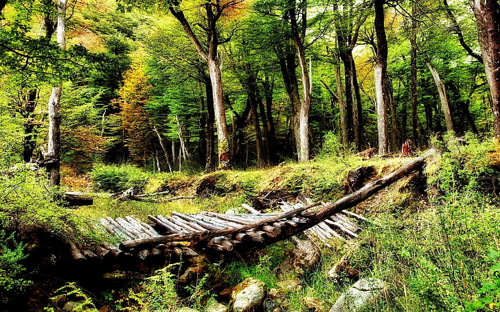 stary most Nature-landscape-forest-old-bridge-wallpaper-preview