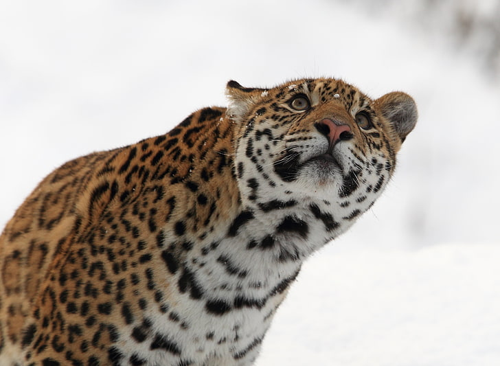 black and brown leopard, jaguar, predator, animal, wildlife, mammal, HD wallpaper