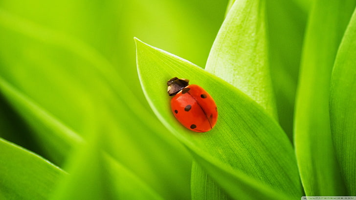 ladybugs, grass, green, insect, invertebrate, leaf, plant part, HD wallpaper