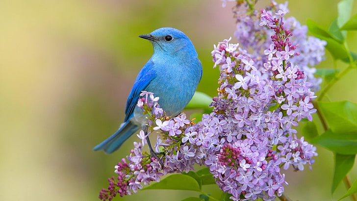bird, blue bird, lilac flower, nature