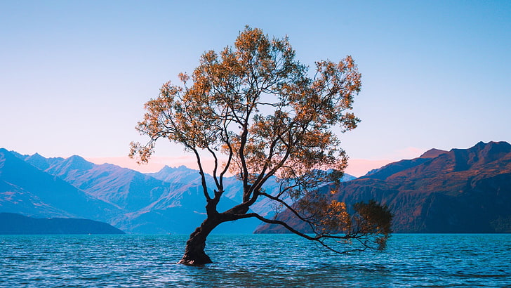 lake wanaka, new zealand, lone tree, lonely tree, beauty in nature, HD wallpaper