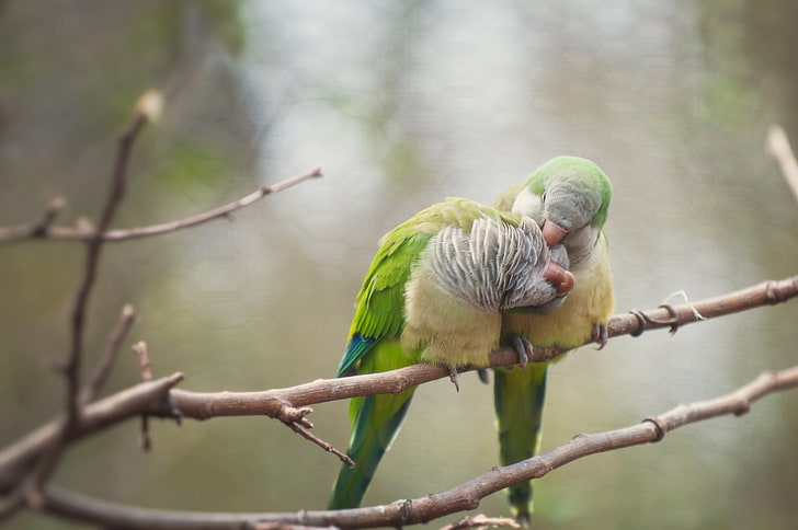 Love Birds, two green lovebirds, branches, parrot, animal themes