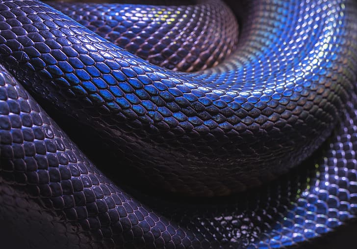 python, Python (programming), HD wallpaper