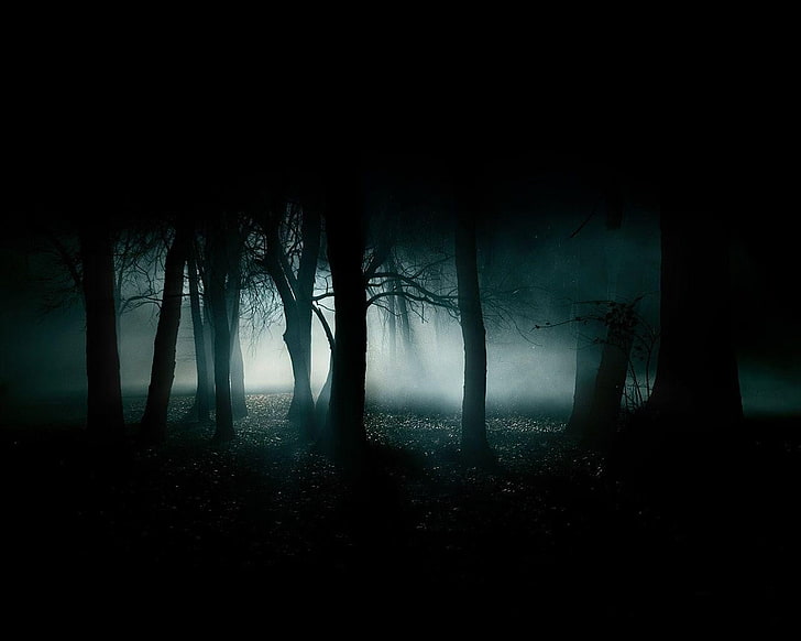 forest, night, spooky, trees, fog, mystery, fear, plant, land